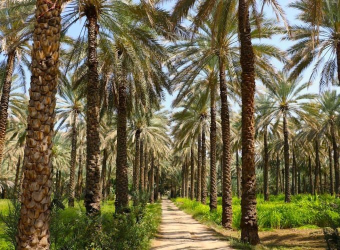 Oman Adventure – 7 Days Tour