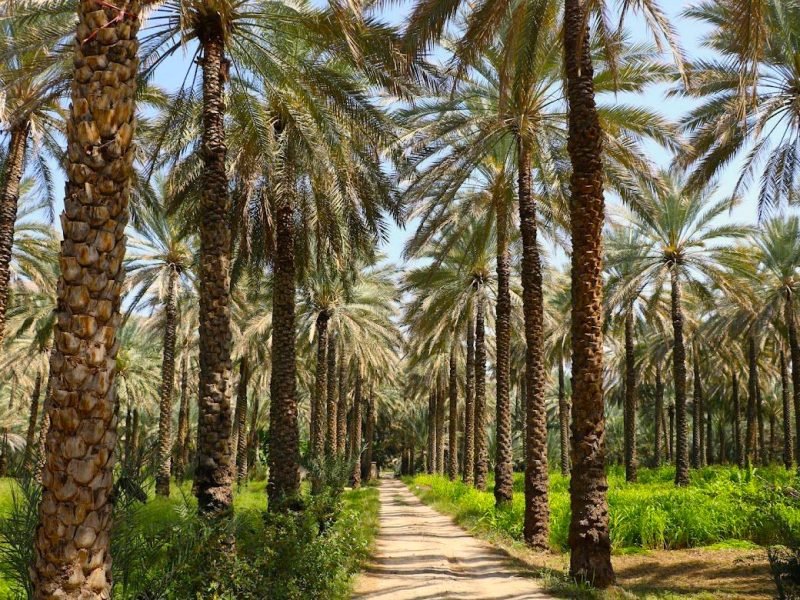 Oman Adventure – 7 Days Tour