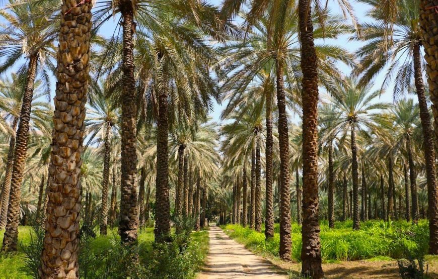 Jebel Shams – Full-Day