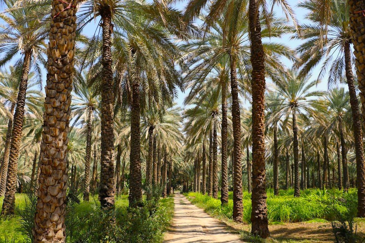 Discover Authentic Oman with Expert Guided & Tailor-Made Tours