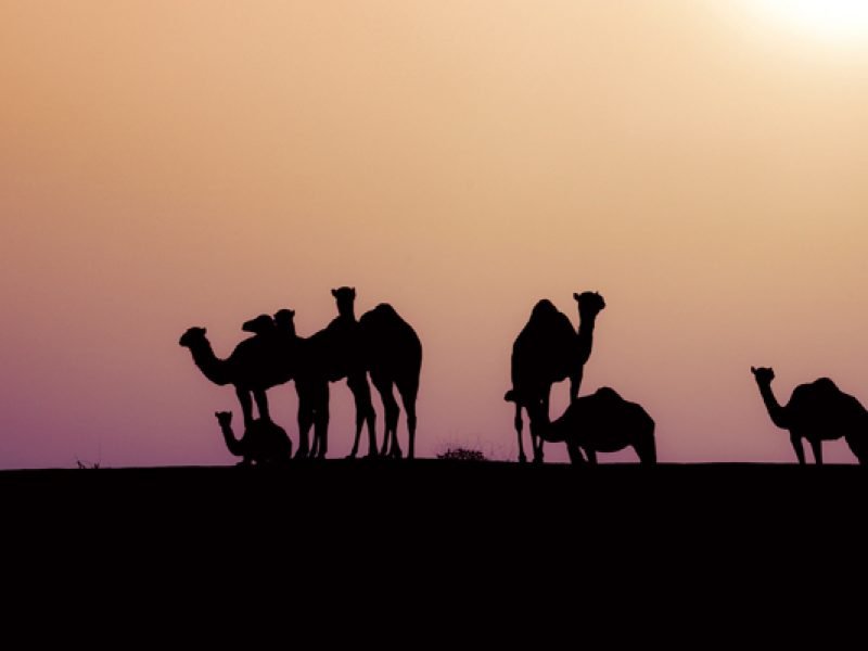 Wadi Bani Khalid & Wahiba Sands